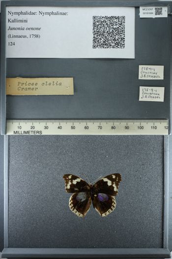 Media type: image;   Entomology 181684
